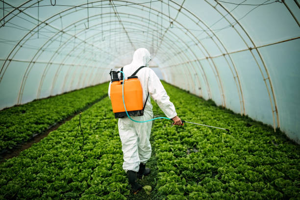 Best Local Pest Control Services  in Lynwood, CA