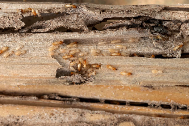 Best Pest Prevention Services  in Lynwood, CA